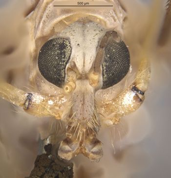 Media type: image;   Entomology 10296 Aspect: head frontal view